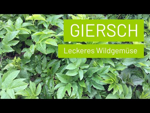 Giersch erkennen – Wildgemüse ernten essen als Salat, Suppe &amp; Pesto