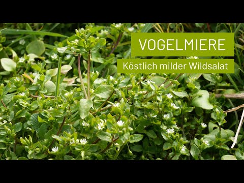 Vogelmiere ist ein köstlicher Wildsalat der rund ums Jahr wächst