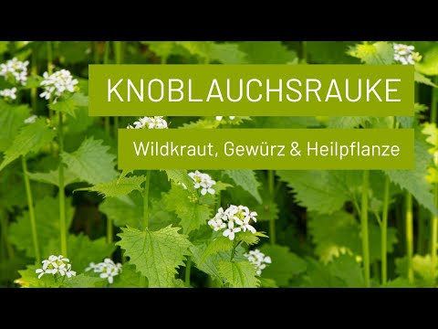 Knoblauchsrauke | Wildgemüse für Pesto, Salat, Suppe, Quiche und Auflauf