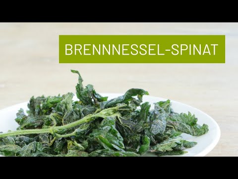 Brennnessel Spinat oder Chips – mega lecker und schnell gemacht