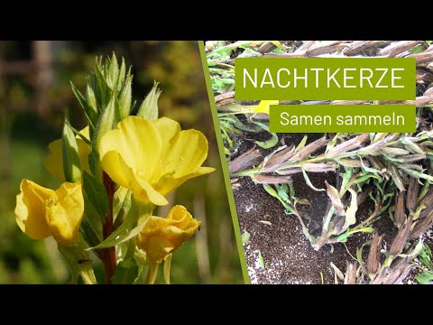 Nachtkerzen Samen sammeln | Knackig und lecker