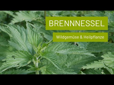 Brennnessel ernten ohne Brennen | Leckeres Wildgemüse (Suppe, Spinat, Chips, Smoothie) &amp; Heilpflanze