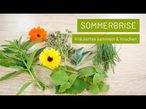 Sommerbrise | Kräutertee selber machen, sammeln &amp; mischen