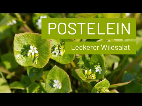Postelein/Portulak anbauen | milder Wildkräutersalat
