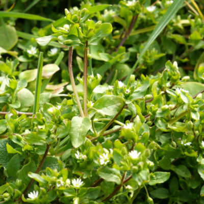 Vogelmiere Essbare Wildpflanze Salat