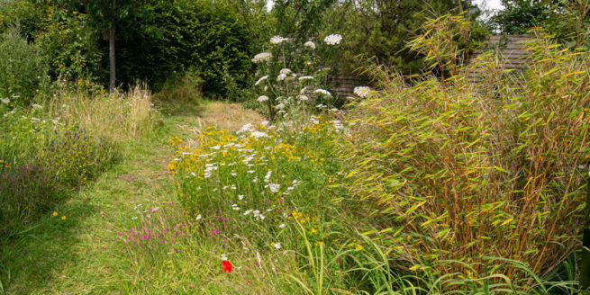 Wildkräuter-Führungen in der UnkrautLiebe