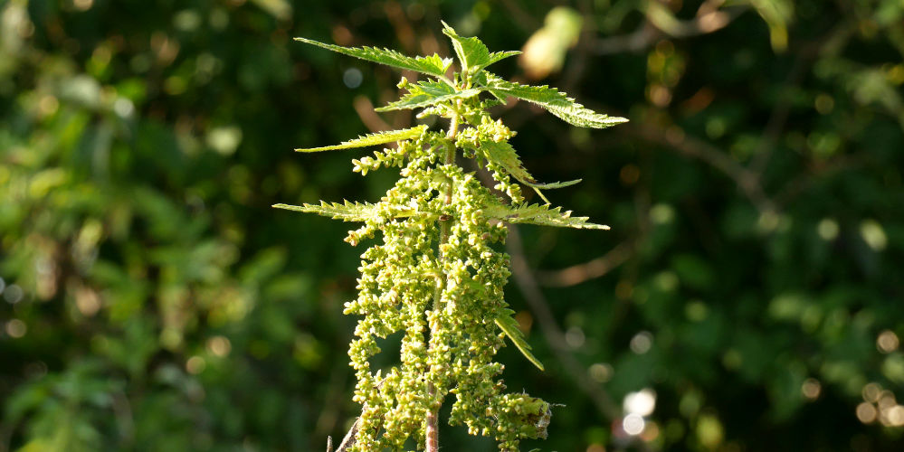 Brennnessel ernten ohne Brennen Wissenswertes & Rezepte mit Brennnessel