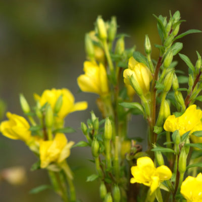 Die Blüten der Nachtkerze
