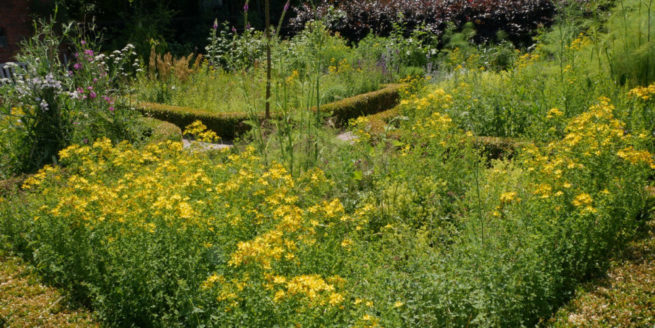 Wie lege ich einen Wildpflanzen Garten an Naturgarten mit Wildkräutern