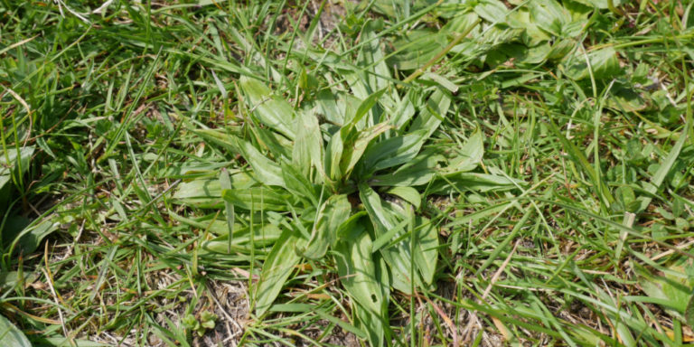 Spitzwegerich UnkrautLiebe WildkräuterFührungen