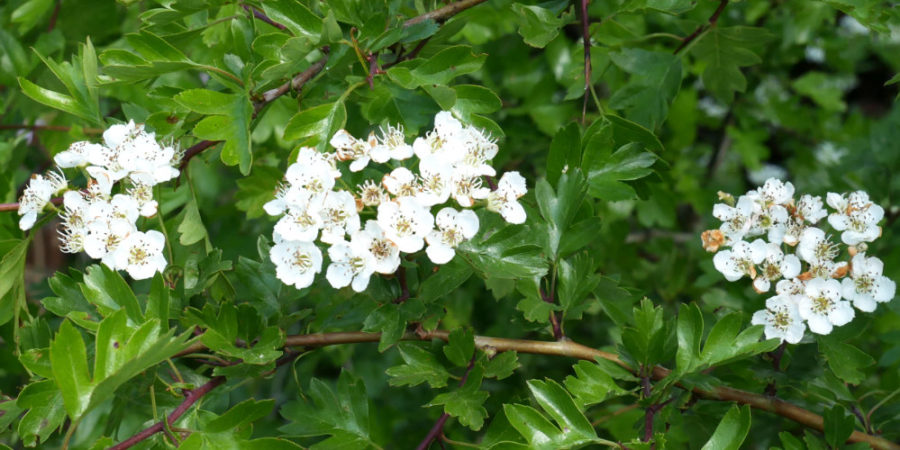 Weißdorn Blüten