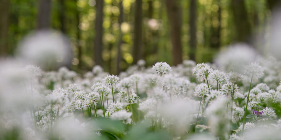 Bärlauch Blüten im Wald