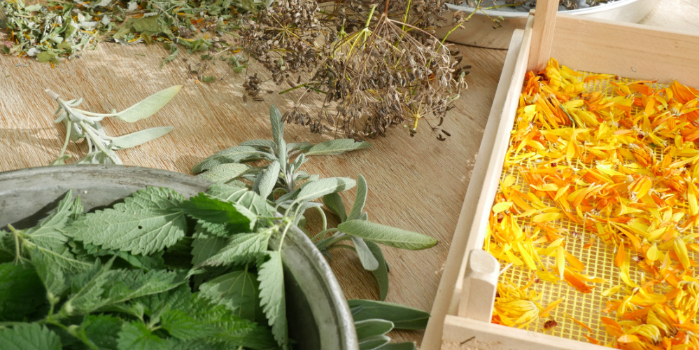 Tee sammeln, trocknen, mischen und zubereiten Teemischungen Rezepte