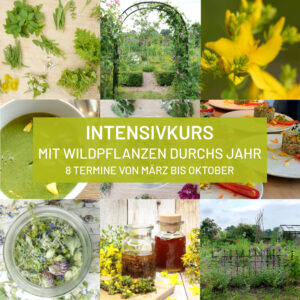 Intensivkurs – 8x mit Wildpflanzen durchs Jahr