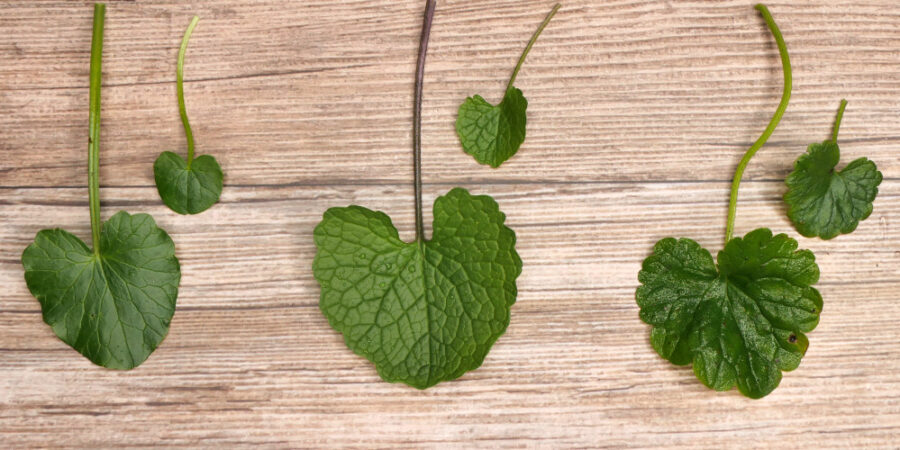 3 Herblätter mit Scharbockskraut, Knoblauchsrauke und Gundermann