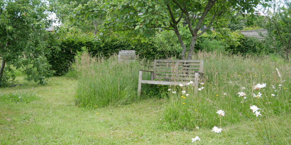 Naturgarten mit essbaren Wildpflanzen anlegen