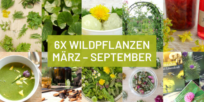 6x Wildpflanzen Intensiv-Workshops mit Wildkräutern durchs Jahr