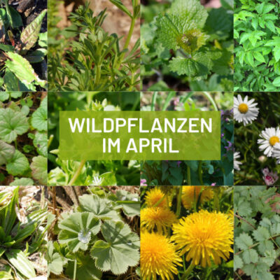 Wildpflanzen Sammelkalender April