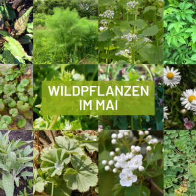 Sammelkalender Wildpflanzen Mai