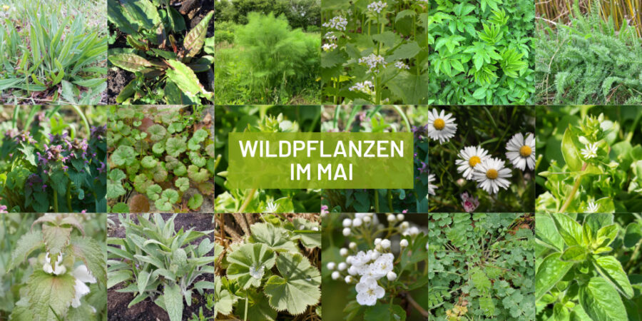 Sammelkalender Wildpflanzen Mai