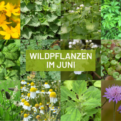 Sammelkalender Wildpflanzen und Wildkräuter UnkrautLiebe