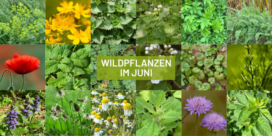 Sammelkalender Wildpflanzen und Wildkräuter UnkrautLiebe